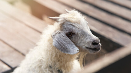 Fototapeta premium A close up shot of a horned white goat on a farm
