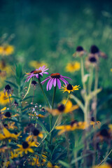 coneflowers and sunflowers in the field