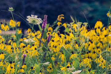 Yelow flowers in a field