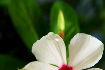 Fototapeta premium all year blooms colorful catharanthus roseus flower or vinka rosea known as barmasi flower in india with waterdrop,closeup 