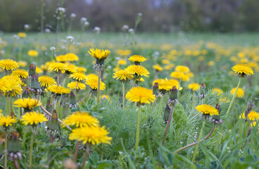 Fototapeta premium Dandelion field on a sunny day. Blooming dandelions in the spring on a meadow.
