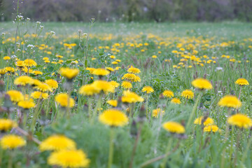 Dandelion field on a sunny day. Blooming dandelions in the spring on a meadow.