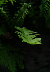 Fern. Fern leaf. Tropical leaf. Nature. Nature background