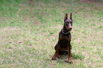 Doberman, brown color, with a chain around his neck, sits in a clearing