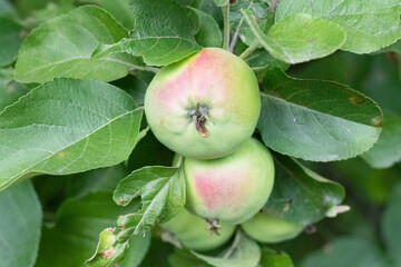 gruszka rośnie na drzewie owoc jedzenie zdrowe naturalne  - obrazy, fototapety, plakaty