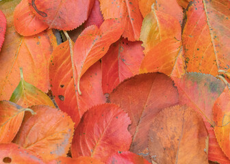 jesień czerwony liść zielony drzewo barwa pora roku halloween październik zmiana tło tekstura...