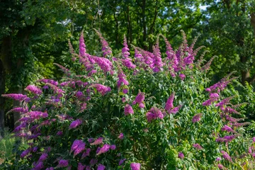 Tuinposter Selective focus of violet blue flower Summer lilac (Vlinderstruik) Buddleja davidii, Butterfly-bush or Orange eye is a species of flowering plant in the family Scrophulariaceae, Nature background. © Sarawut