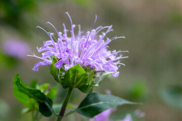 Macro texture background view of purple monarda fistulosa (bee balm) flower blossoms in an outdoor butterfly garden. Also called wild bergamot.