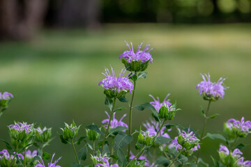 Macro texture background view of purple monarda fistulosa (bee balm) flower blossoms in an outdoor butterfly garden. Also called wild bergamot.