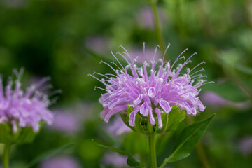 Macro texture background view of purple monarda fistulosa (bee balm) flower blossoms in an outdoor butterfly garden. Also called wild bergamot.