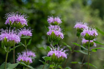 Macro texture background view of purple monarda fistulosa (bee balm) flower blossoms in an outdoor...
