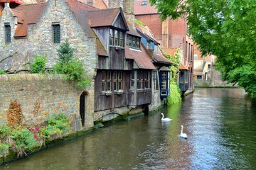 Fototapeta na wymiar Brugge canal and its swans
