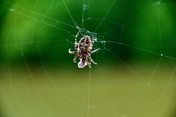 Spider from Brugge, Belgium
