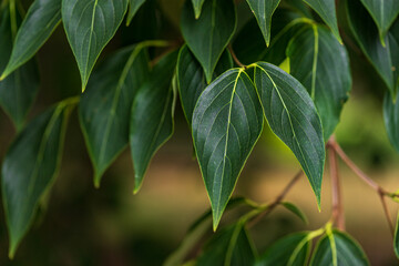 green leaves background