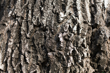Abstract texture of the bark of a tree.