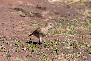 Brown Thrush walking on a reddish ground