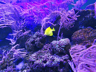 Fototapeta na wymiar Yellow tang Zebrasoma flavescens. Beautiful zebrasoma salt water aquarium fish