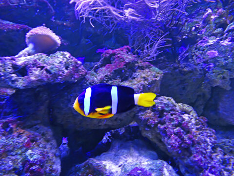 Black and white clownfish. Saddleback Clownfish - Amphiprion polymnus in aquarium