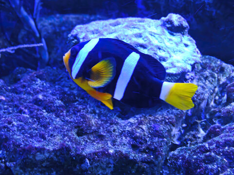 Black and white clownfish. Saddleback Clownfish - Amphiprion polymnus in aquarium