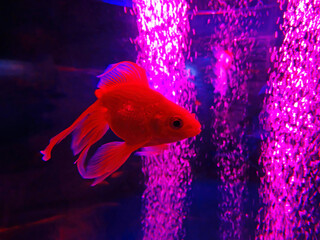 Red aquarium fish closeup. Goldfish in an aquarium on a pink background with bubbles