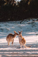 Obraz premium Kissing kangaroos