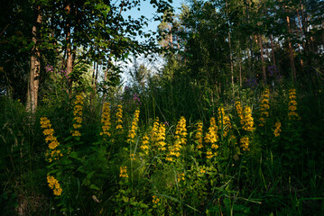 Verbena yellow perennial in a natural environment