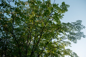 Mountain ash branches against the blue sky.