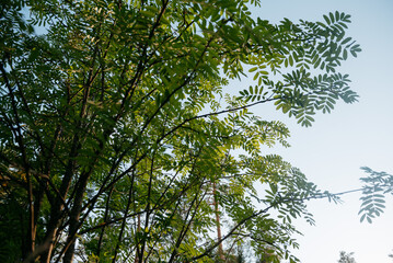 Mountain ash branches against the blue sky.