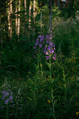 Blooming fireweed in a clearing of the northern forest