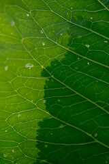 The texture of the horseradish leaf