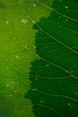The texture of the horseradish leaf