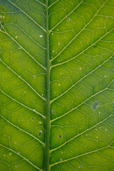 Obraz premium The texture of the horseradish leaf