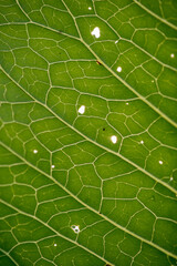 The texture of the horseradish leaf