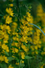 Verbena yellow perennial in a natural environment
