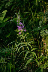 Obraz premium Blooming fireweed in a clearing of the northern forest