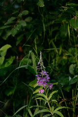 Blooming fireweed in a clearing of the northern forest