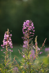 Blooming fireweed in a clearing of the northern forest