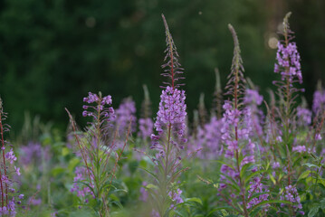 Obraz premium Blooming fireweed in a clearing of the northern forest
