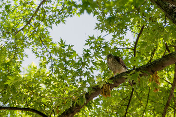 Red-tailed Hawk Perched On Tree Limb