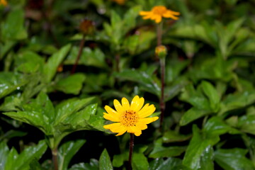 cores da bandeira do Brasil nas plantas e flores, bela flor amarela em meio as folhas verdes, Verde e amarelo na natureza