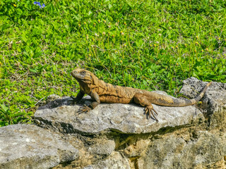 Iguana on rock Tulum ruins Mayan site temple pyramids Mexico.