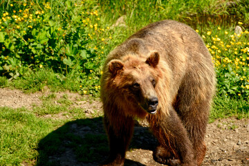 Obraz premium A Brown bear walking at a wild life preserve near Sitka Alaska.