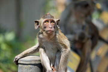 可愛いサル