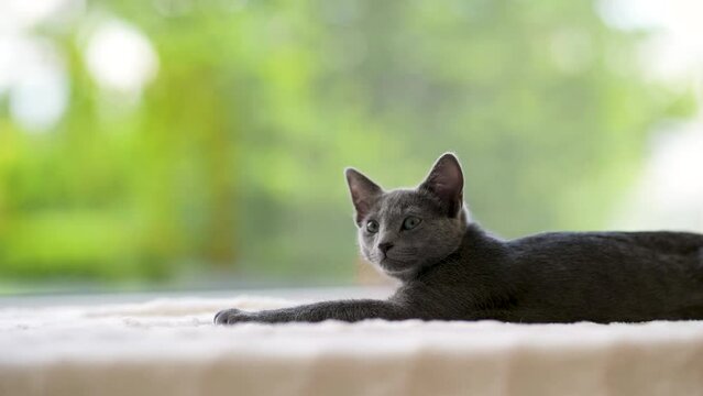 Young playful Russian Blue kitten relaxing by the window