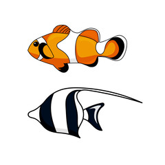 Nemo fish on isolated white background. 