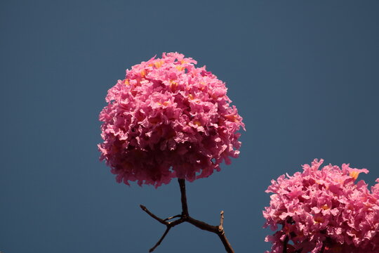  Ipê-roxo (Handroanthus Impetiginosus)