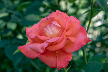 red rose in garden