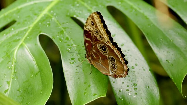 a slow motion clip of a blue morpho butterfly opening and closing its wings while resting on the leaf of a monstera plant in costa rica