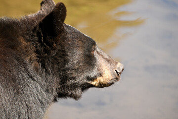 A profile view of a black Baar in Alaska.