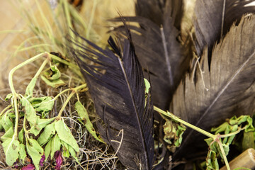 Black bird feather